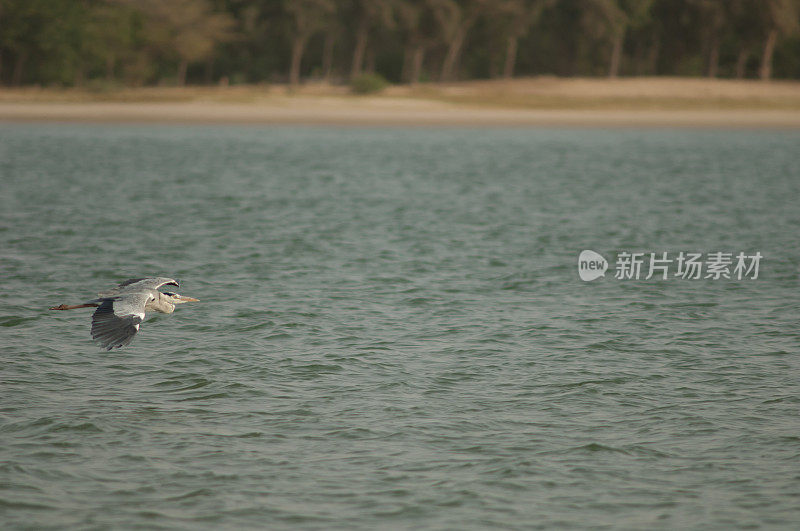 苍鹭Ardea cinerea飞过塞内加尔河。
